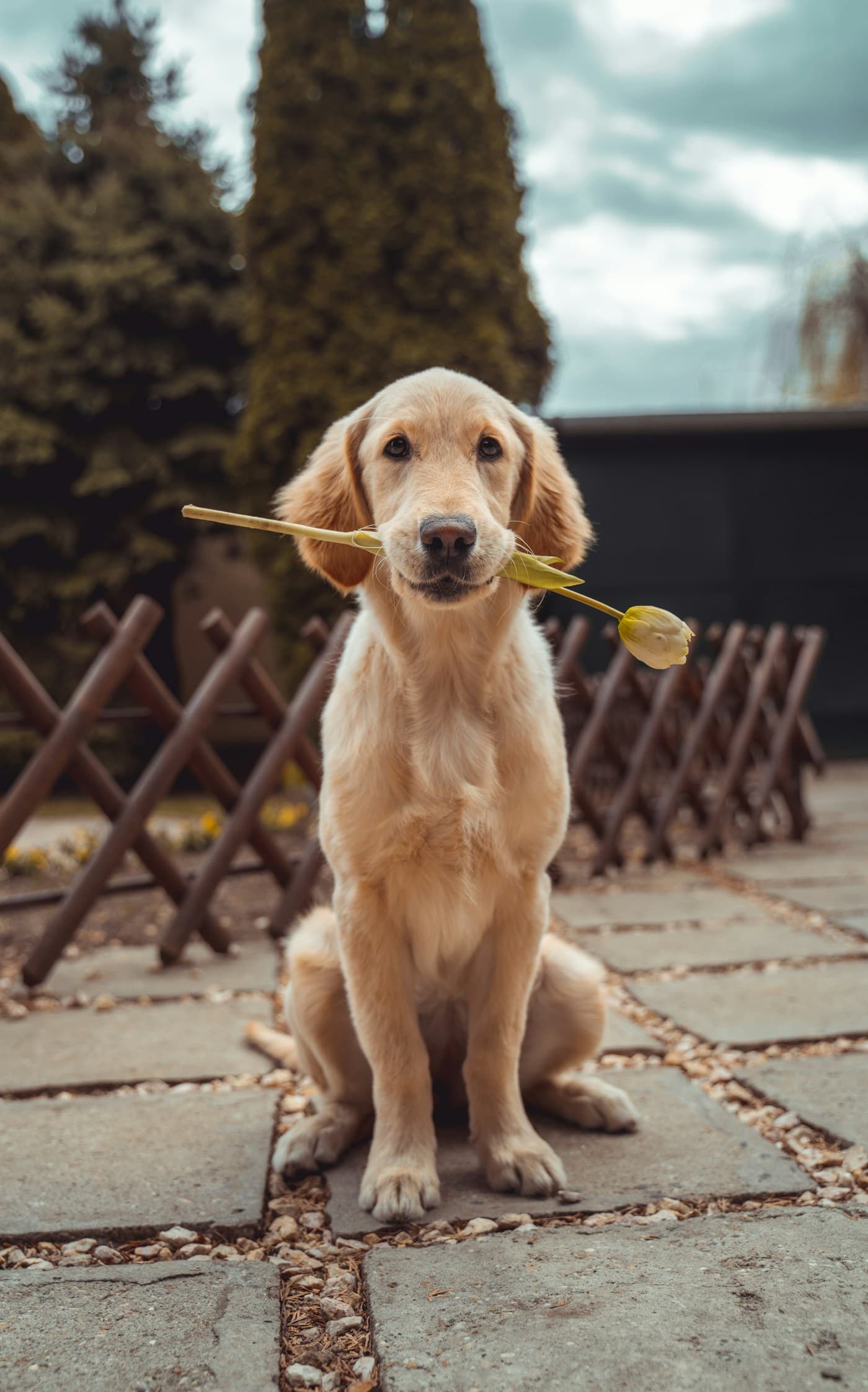 Dog resting beside its owner